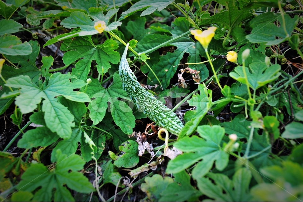 여주,꽃,열매,식물,가을,식물,자연,plants,nature,채소,야채,vegetables