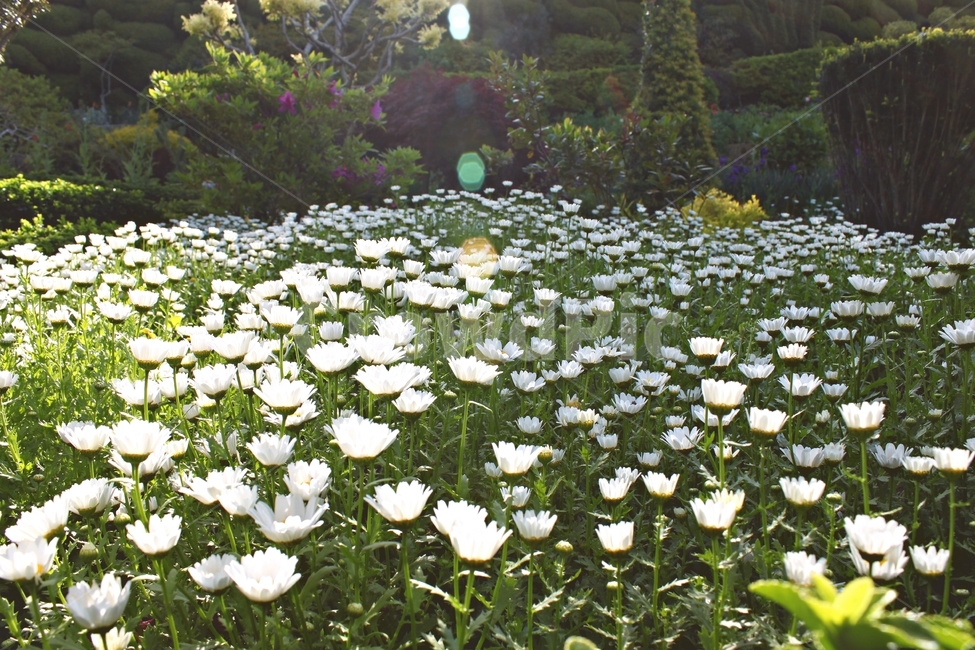 꽃,꽃밭,만개,식물,햇살,자연,beauty,flower,plant,green,감성,분위기,mood,풍경,식물,자연,plants,nature,꽃,flower