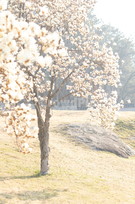 목련꽃,목련,봄,plant,식물,magnolia,나무,목련나무