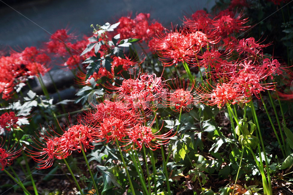 꽃무릇,상사화류,석산,독무릇,산오독,산두초,redspiderlily,가을,빨간꽃,수선화과,식물,꽃꽂이용,화단용,식물,자연,plants,nature,꽃,flower
