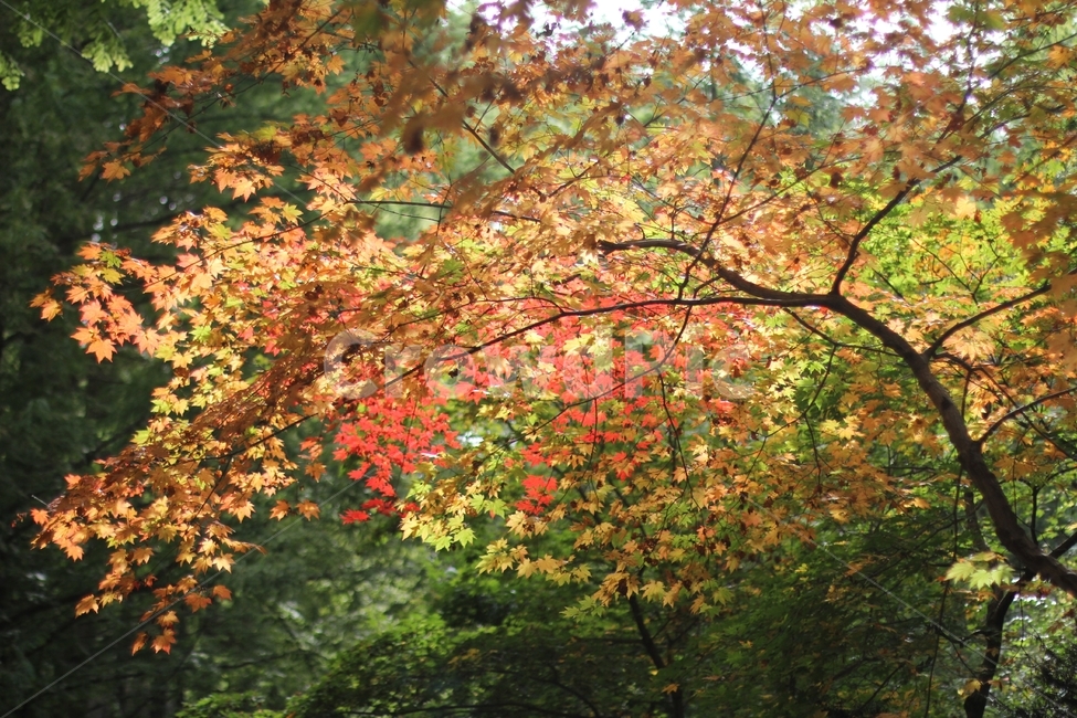 가을,단품,낙엽,감성,힐링,계절,fall,autumn,자연,풍경,한국자연풍경,한국자연경관,leaf,잎,plant,식물,tree,나무,maple,단풍