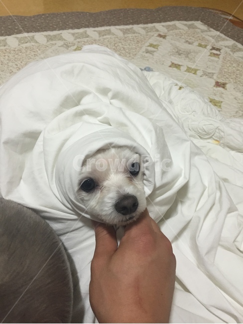 강아지,밀티즈,동물,귀여움,이불속,따뜻한,동물,animal,포유류,mammal,개,강아지,dog,doggy