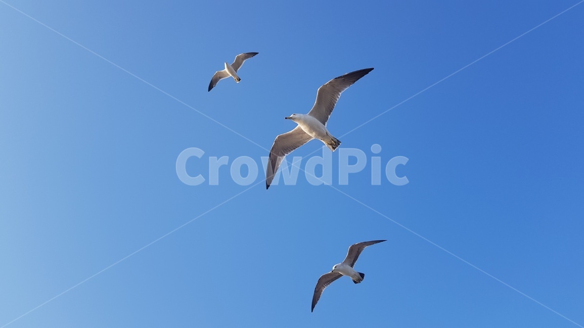 갈매기,새,바다,bird,flying