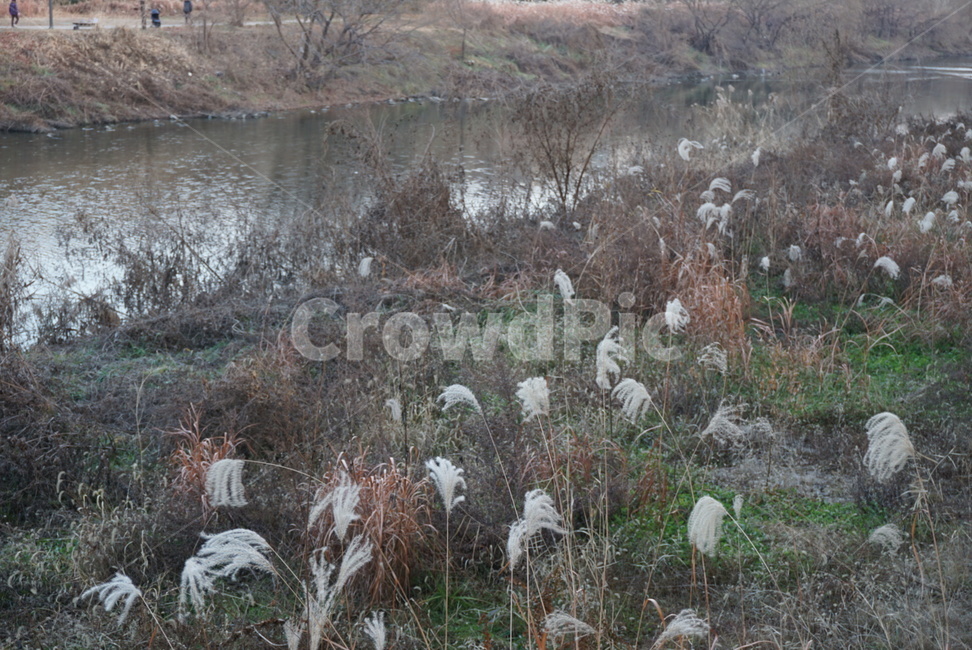 nature,자연,outdoors,land,잔디,grass,plant,식물,겨울,winter