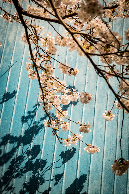 봄,벚꽃,cherryblossom,꽃,자연,그림자,색감,파란색,나무,풍경,감성,배경,벽,봄,계절,spring,season,식물,자연,plants,nature,꽃,flower,plant,blossom
