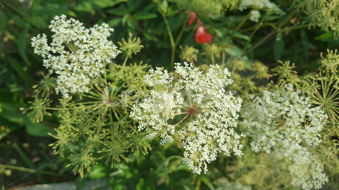 꽃,하얀꽃,나뭇잎,녹색,흰색