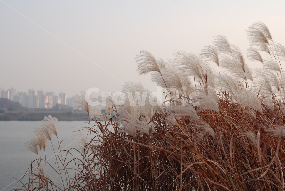 가을,풍경,갈대,억새풀,하늘,구름,나무,가을,계절,fall,autumn,season,자연,풍경,nature,landscape,grass,잔디,plant,식물,lawn,reed