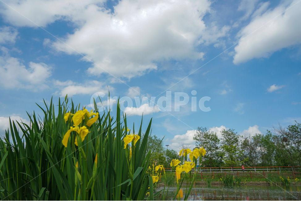 수생난,수생식물,호수,노랑꽃,왕송호수,식물,자연,plants,nature,꽃,flower
