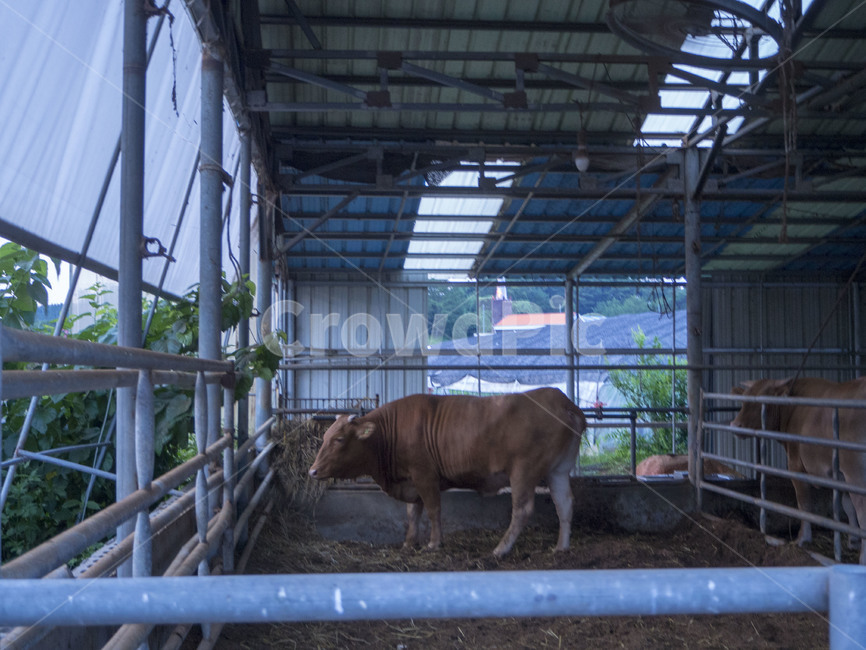 소,cow,갈색소,창녕,창녕소,동물,animal,포유류,mammal,산업,industry,industrial,목축업,목장,livestock farming,ranching,pasture