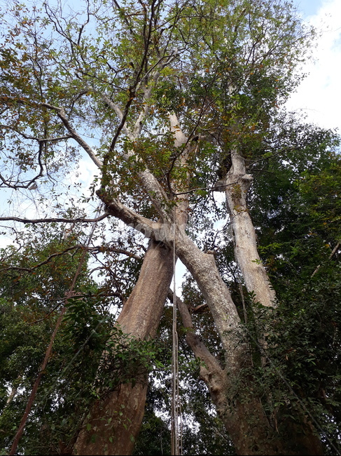 나무,tree,식물,plant,나무줄기