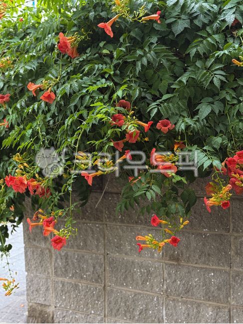 능소화,꽃,flower,여름꽃,trumpetcreeper