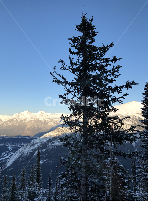 캐나다,밴프,곤돌라풍경,설퍼산,겨울산