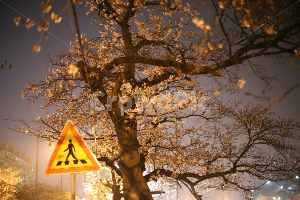 봄,배경,날씨,나무,벚꽃,횡단보도,저녁,길,가로등,걷다,도로,봄,계절,spring,season,야경,밤,풍경,nightscape,night,landscape