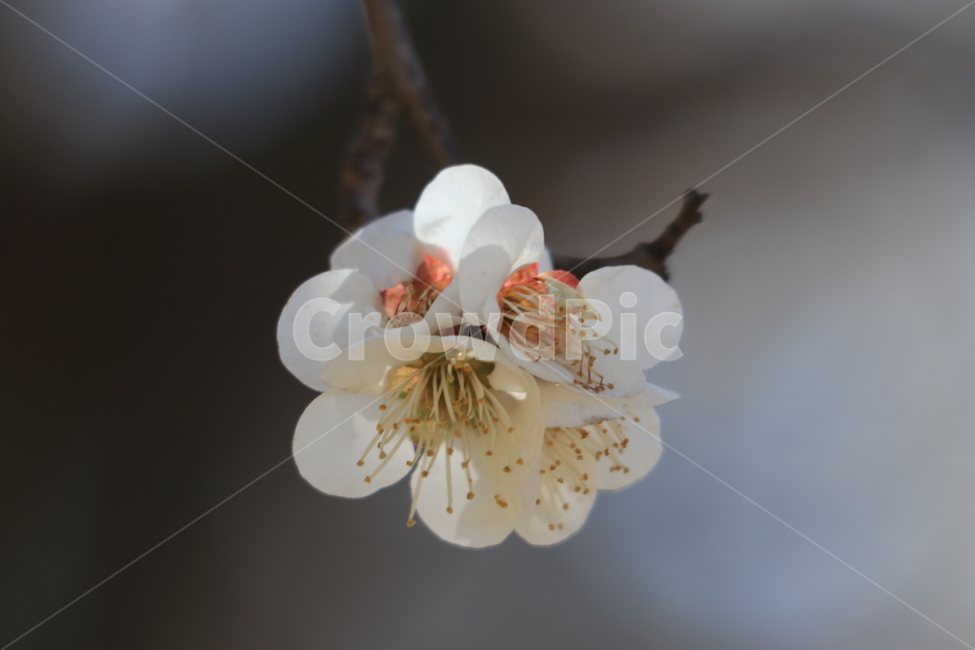 봄,벚꽃,꽃,spring,flower,cherryblossoms,봄,계절,spring,season,식물,자연,plants,nature,꽃,flower,plant,blossom