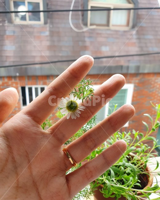 캐모마일,화분,꽃,만개,키우기,초록