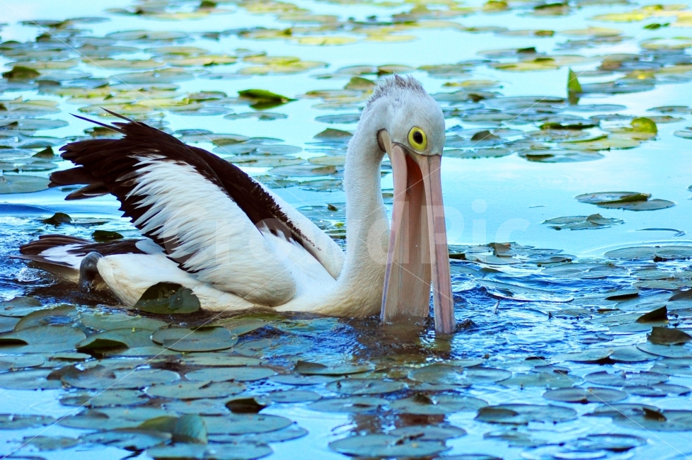 동물,조류,새,연못,호수,부리,animal,bird,페리카나,pelicana,lake,pond,beak,동물,animal,조류,새,birds