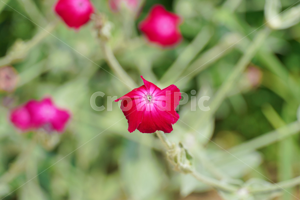 꽃,자연,접사,녹색,힐링,배경화면,신선함,안식처,season,plants,nature,flower,sensible,feeling,색깔,색상,색채,색감,colorsense,colorsensitivity,feelingofcolor,감성,평온함,느낌,휴식
