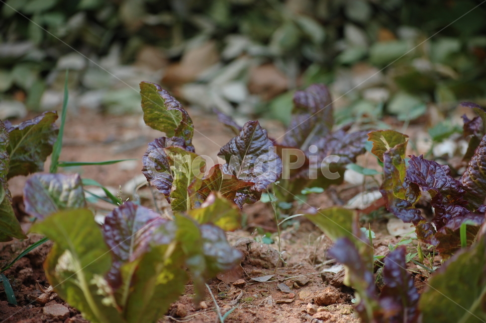 적상추,상추,채소,야채,흙,땅,밭,농사,재배,식물,식물,자연,plants,nature