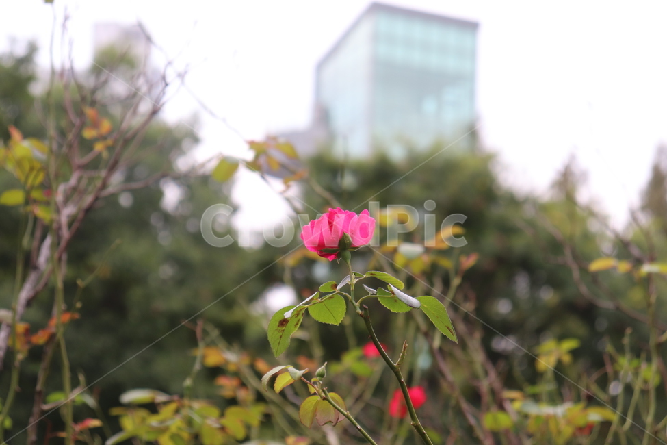 꽃,붉은꽃,자연,flower,식물,plant,풍경