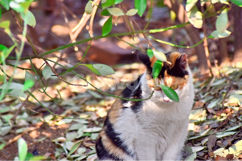 고양이,냥이,감성사진,봄,동물,봄,계절,spring,season,동물,animal,포유류,mammal,고양이,cat,kitten,kitty