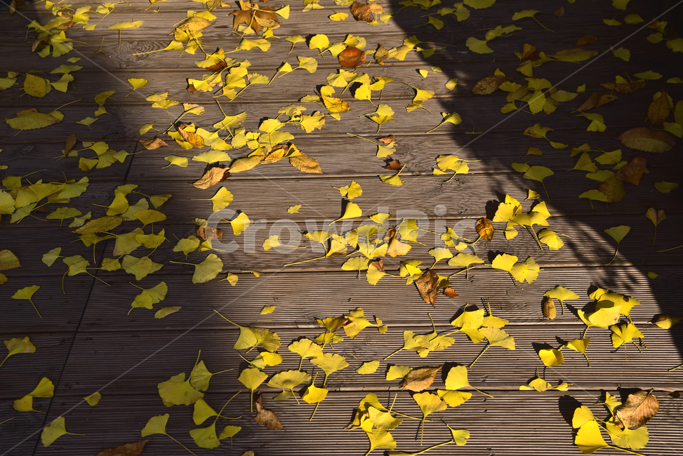 가을,가을배경,가을감성,낙엽,잎,잎새,이파리,잎사귀,옥외,야외,아웃도어,fall,autumn,outdoor,leaf,season,background,natural,식물,자연,계절,시즌,백그라운드,늦가을,은행잎,노랑색,옐로우,그림자,명암,가을,계절,fall,autumn,season