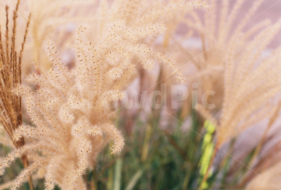 가을,억새,상암하늘공원,필름카메라,감성,가을,계절,fall,autumn,season,식물,자연,plants,nature,감성,sensible,feeling,grass,잔디,plant,lawn,reed,갈대