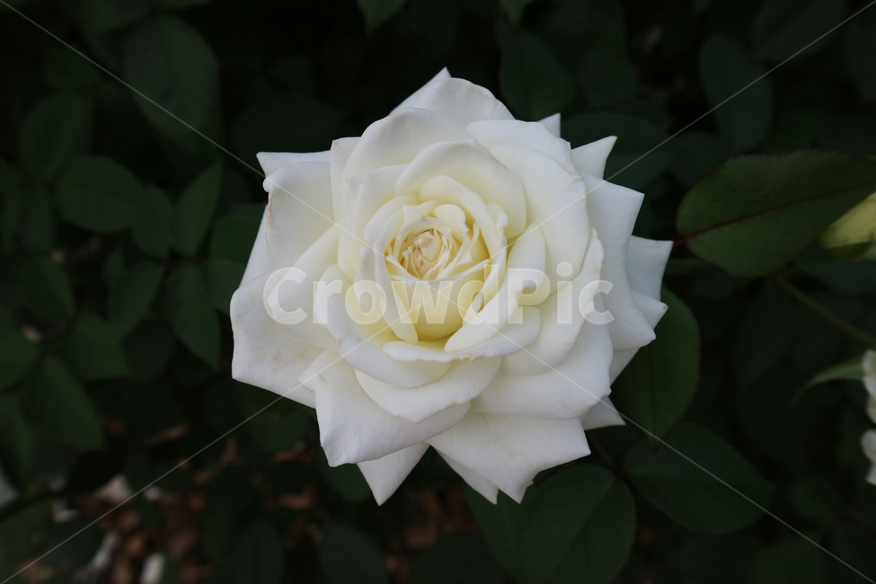 blossom,꽃,rose,장미,plant,식물,flower,white,하얀장미,식물,자연,plants,nature,꽃,flower