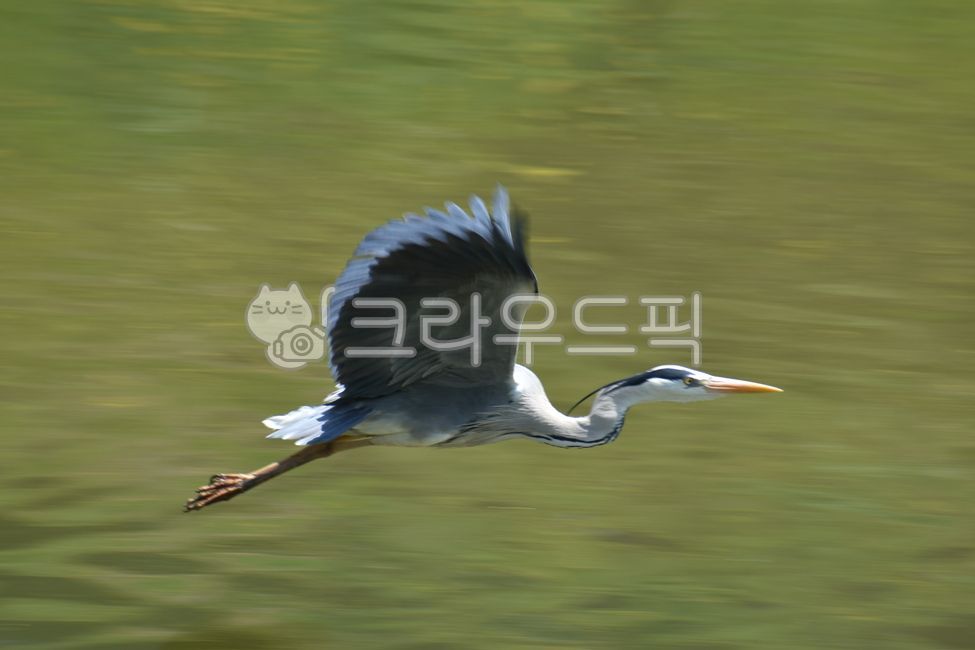 왜가리,새,bird,animal,동물,물새,heron