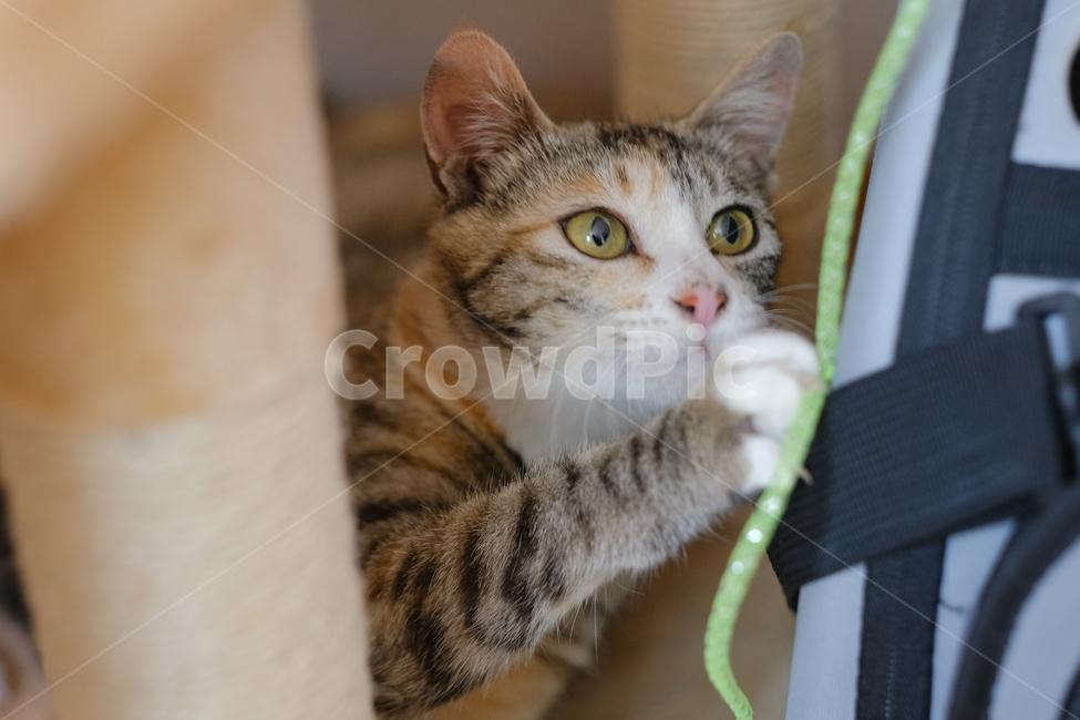 애완동물,반려동물,고양이,아깽이,새끼고양이,cat,동물,animal,포유류,mammal,고양이,cat,kitten,kitty