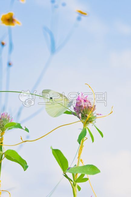 배추흰나비,하얀나비,흰나비,꽃,꿀빨기,꿀,대롱,나비,가을하늘,꽃과나비
