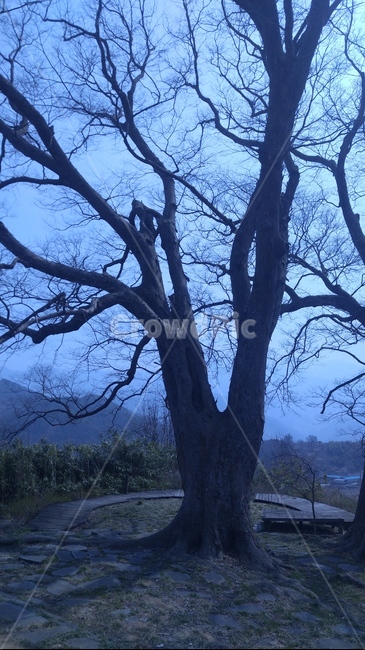 나무,숲,평상,하늘,큰나무