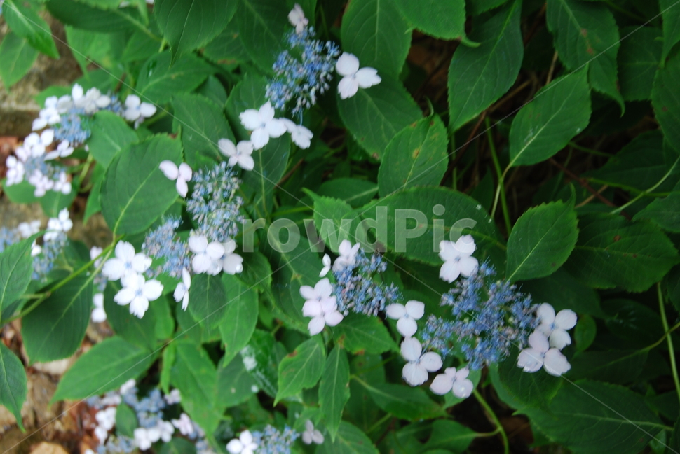 식물,꽃,야생화,여름,자연,식물,자연,plants,nature,꽃,flower