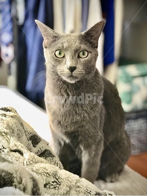 고양이,반려묘,cat,반려동물,러시안블루,cats,냐옹,냥