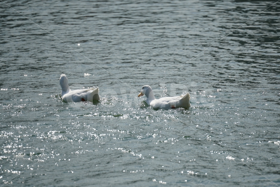 오리,백조,새,조류,동물,호수,강,자연,nature,bird,duck,lake,river,animal,헤엄,수영,swim,swan,스완,물,water,물결,감성,감성사진,스냅,스냅사진,snap,snapshot,풍경,landscape,고니,한국자연,korea,석촌호수,서울,seoul,코리아,오리가족,커플,couple,동물,animal,조류,새,birds