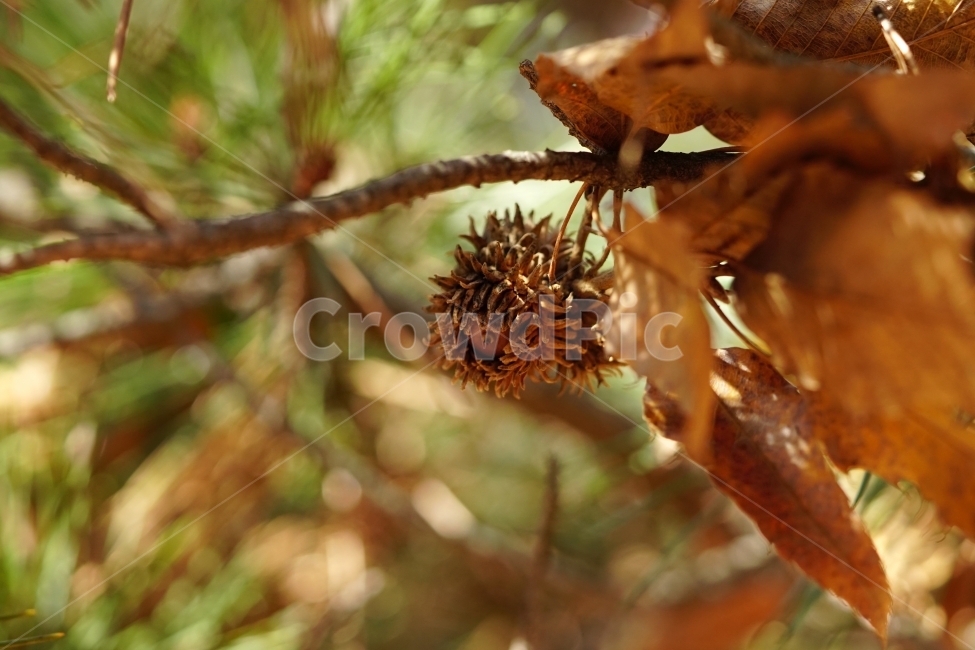 도토리,과일,나무,열매,식물,자연,풍경,nature,season,계절,plants,도토리나무,tree,이파리,나뭇가지,먹이,landscape,스냅,스냅사진,snap,snapshot,야채,채소