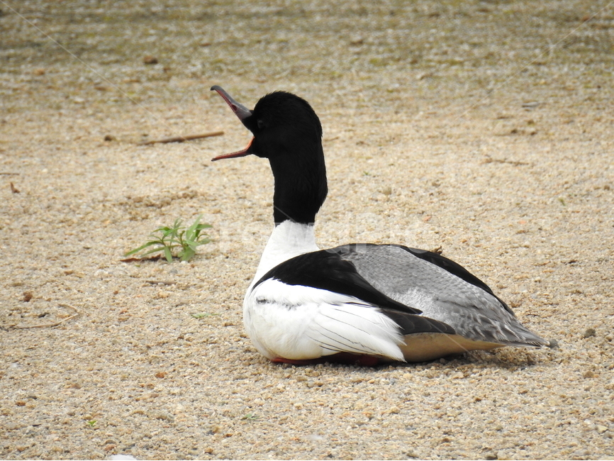 동물,새,조류,오리,물새,동물,animal,조류,새,birds