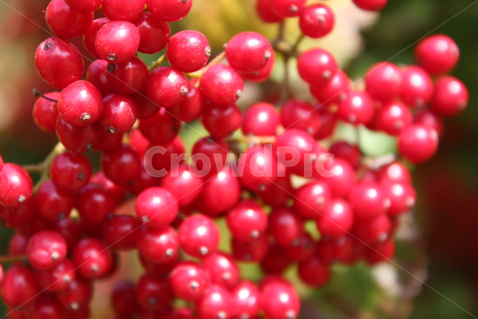 plant,식물,fruit,열매,red,식물,자연,plants,nature,과일,열매,fruit