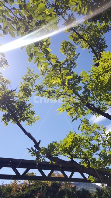 맑음,초록,나무,곤지암,화담숲,나들이,식물,자연,plants,nature,나무,trees,wood