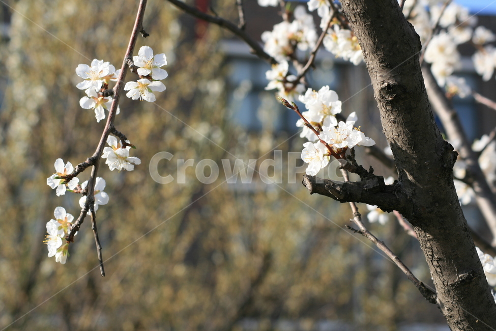 나무,벚꽃,봄,꽃잎,자연,plant,식물,flower,꽃,blossom,식물,자연,plants,nature,꽃,flower