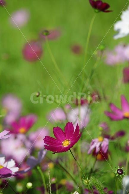 코스모스,풍경,가을,풍경사진,cosmos,아웃포커싱,autumn,fall,자연,캐논,cannon,대전,한국,가을,계절,fall,autumn,season,식물,자연,plants,nature,꽃,flower,geranium,제라늄,plant,blossom