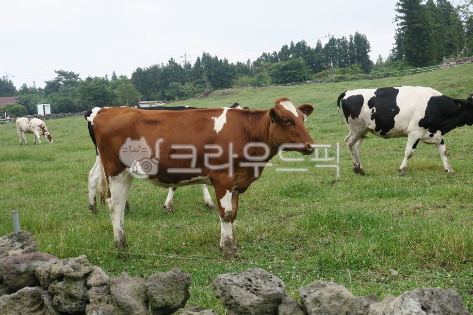 소, cow, 동물, 가축, 포유류, 사진,이미지,일러스트,캘리그라피 - comma작가