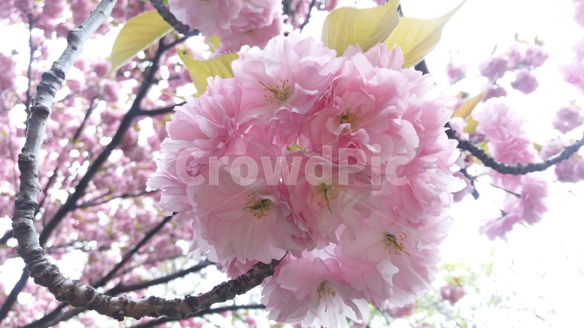 자연,봄,꽃,왕벚꽃,꽃송이