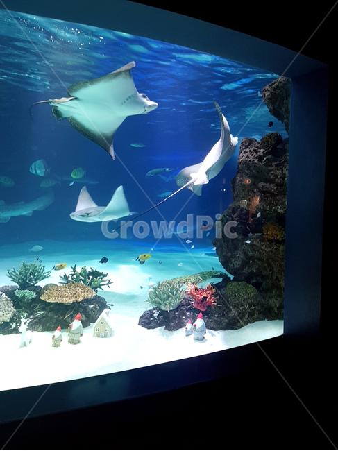 수족관,아쿠아리움,가오리,바다속,물고기,열대어,수조,어항,물속,아쿠아,aquarium,sea,fish,stingray,fishtank,tropicaltish,underwater