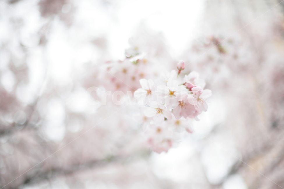 plant,식물,flower,꽃,blossom,봄꽃,벚꽃,벚꽃나무,사쿠라