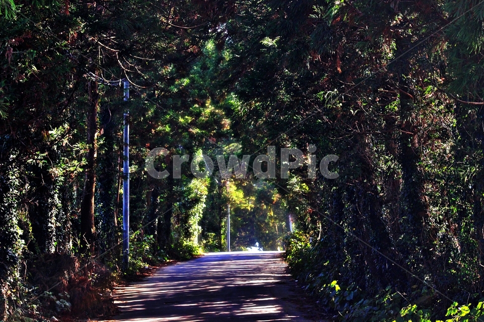 road,도로,숲,숲길,나무터널,가로수