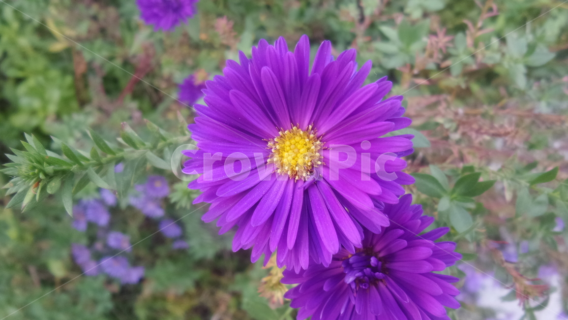 아스타,참취속,관상용,보라색꽃,정원용,식물,자연,plants,nature,꽃,flower
