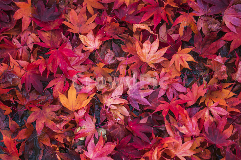 가을,냑엽,자연,풍경,하늘,가을,계절,fall,autumn,season,leaf,잎,plant,식물,tree,나무,maple,단풍