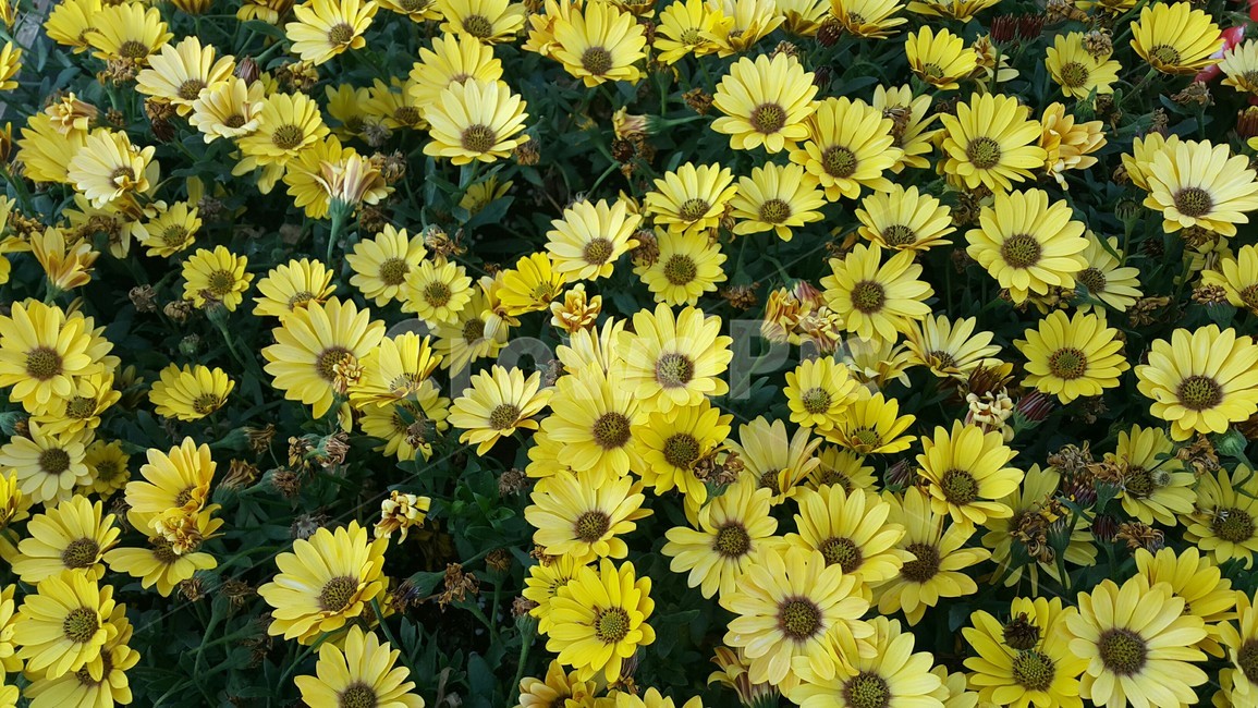 꽃,봄,공원,나들이,식물,컬러,색채,색감,flower,자연,힐링,감성사진