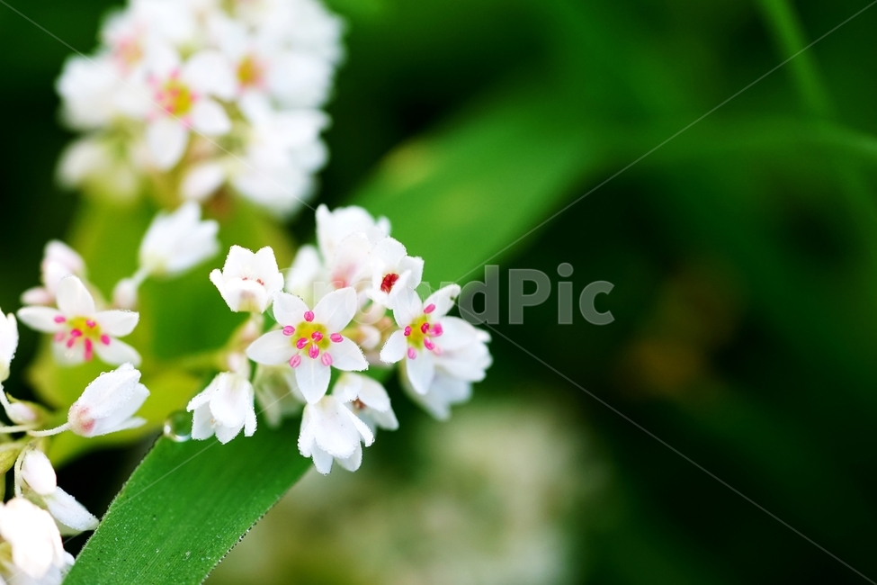 메밀,메밀꽃,메밀밭,흰메밀,흰메밀꽃,식물,자연,plants,nature,꽃,flower