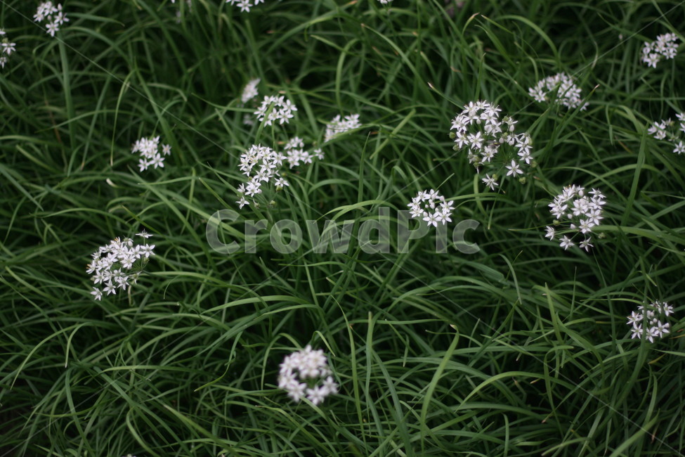자연,꽃,흰색,봄,spring